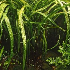 Cryptocoryne crispatula var. balansae, genoppter Wasserkelch
