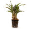 Cryptocoryne crispatula var. balansae, genoppter Wasserkelch