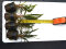Cryptocoryne crispatula var. balansae, genoppter Wasserkelch