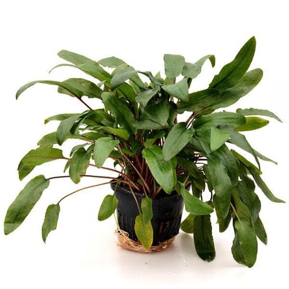 Cryptocoryne beckettii. Mutterpflanze