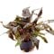 Cryptocoryne beckettii. Mutterpflanze