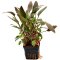 Cryptocoryne beckettii. Mutterpflanze