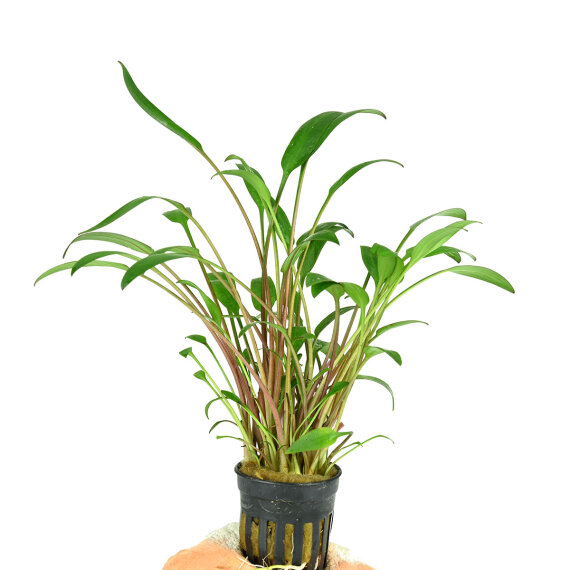 Cryptocoryne lucens - Zwergwasserkelch, Vordergrund und Hintergrund Pflanze