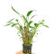 Cryptocoryne lucens - Zwergwasserkelch, Vordergrund und Hintergrund Pflanze