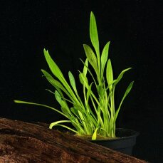 Zwergwasserkelch - Cryptocoryne parva