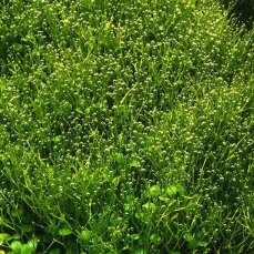 Riccia fluitans 001TC Meristemkultur algenfrei ohne Schnecken