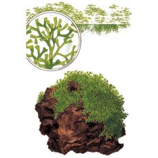 Riccia fluitans 001TC Meristemkultur algenfrei ohne Schnecken
