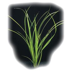 Helfers Zyperngras, Cyperus helferi