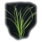 Helfers Zyperngras, Cyperus helferi