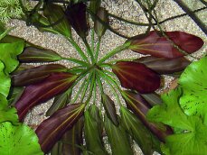 Echinodorus xbarthii, Osiris doppelt rot