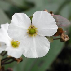 Echinodorus Altlandsberg Sortenzüchtung von Tomas Kaliebe