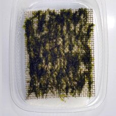 Fissidens fontanus, Quellenliebendes Spaltzahnmoos auf 5x5 cm Gitter