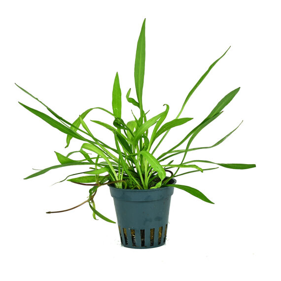 Helanthium bolivianum Angustifolius - schmalblättrige Sumpfbluete