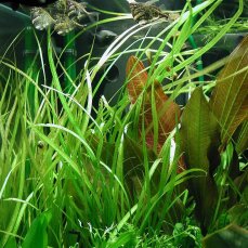 Helanthium bolivianum Angustifolius - schmalblättrige Sumpfbluete