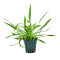 Helanthium bolivianum Angustifolius - schmalblättrige Sumpfbluete