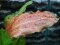 Echinodorus Ozelot rot, Roter Ozelot getopft