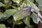 Echinodorus Red Flame - rotgeflammte Schwertpflanze