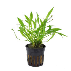 Helanthium tenellum, Echinodorus tenellus, Zwergschwertpflanze