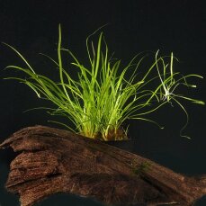 Helanthium tenellum, Echinodorus tenellus, Zwergschwertpflanze