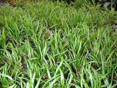 Helanthium tenellum, Echinodorus tenellus, Zwergschwertpflanze