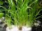 Helanthium tenellum, Echinodorus tenellus, Zwergschwertpflanze