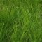 Eleocharis acicularis - Nadelsimse Vorder- Mittelgrundpflanze