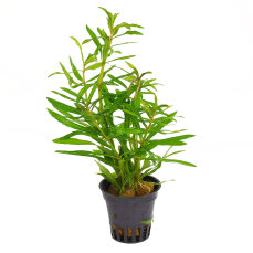 Pogostemon stellatus, Eusteralis stellata, Sternpflanze...