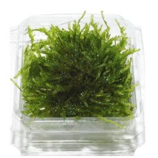 Vesicularia ferriei Weeping, Weepingmoos, Trauerweidenmoos