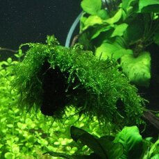 Vesicularia ferriei Weeping, Weepingmoos, Trauerweidenmoos