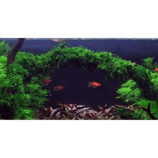 Vesicularia ferriei Weeping, Weepingmoos, Trauerweidenmoos