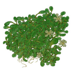 Glossostigma elatinoides, australisches Zungenblatt