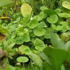 Hydrocotyle leucocephala, Brasilianischer Wassernabel