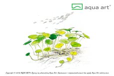 Hydrocotyle verticillata, amerikanischer Wassernabel InVitro