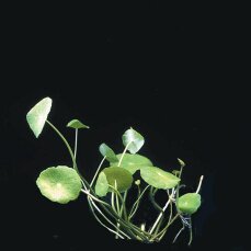 Hydrocotyle verticillata, amerikanischer Wassernabel InVitro