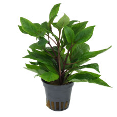 Hygrophila corymbosa stricta, Riesenwasserfreund, Kirschblattpflanze
