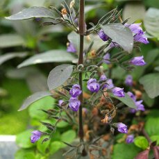 Hygrophila corymbosa stricta, Riesenwasserfreund, Kirschblattpflanze