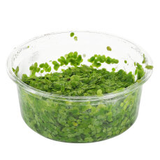 Schwimmpflanze Lemna minor - Kleine Wasserlinse in Dose