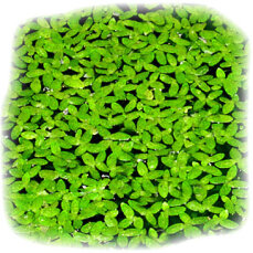Schwimmpflanze Lemna minor - Kleine Wasserlinse in Dose