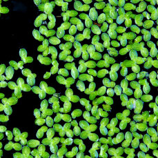 Schwimmpflanze Lemna minor - Kleine Wasserlinse in Dose