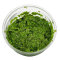 Schwimmpflanze Lemna minor - Kleine Wasserlinse in Dose