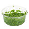Schwimmpflanze Lemna minor - Kleine Wasserlinse in Dose