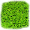 Schwimmpflanze Lemna minor - Kleine Wasserlinse in Dose