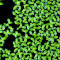 Schwimmpflanze Lemna minor - Kleine Wasserlinse in Dose