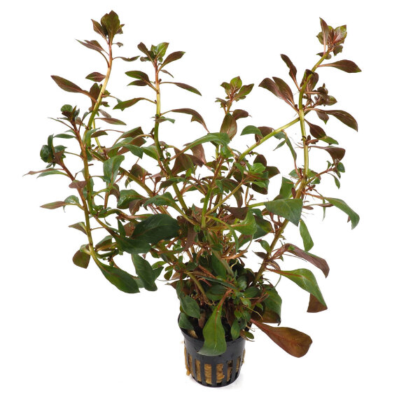 Ludwigia repens var. Rubin - Ludwigia spec. "Diamond Red"
