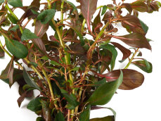 Ludwigia repens var. Rubin - Ludwigia spec. "Diamond Red"