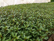 Ludwigia repens var. Rubin - Ludwigia spec. "Diamond Red"