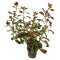 Ludwigia repens var. Rubin - Ludwigia spec. "Diamond Red"