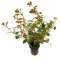 Ludwigia repens var. Rubin - Ludwigia spec. "Diamond Red"