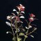 Ludwigia repens var. Rubin - Ludwigia spec. "Diamond Red"
