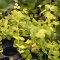 Lysimachia nummularia Aurea, gelbes Pfennigkraut